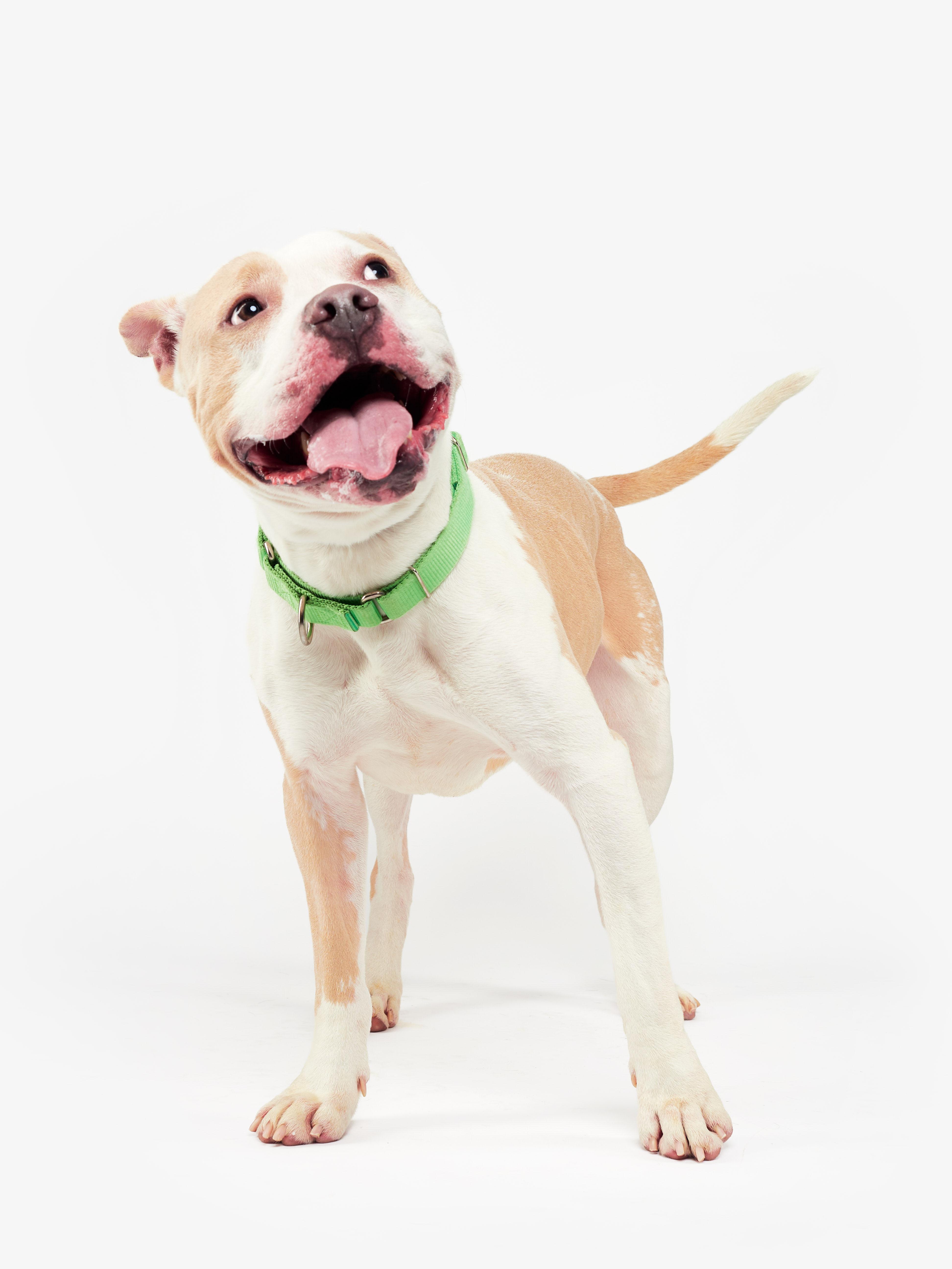 Enlarge Owen, a Adoptable Pit Bull Terrier in Teterboro, NJ image 3/5