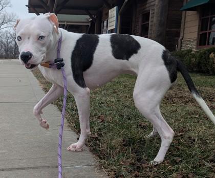 Callisto — thumbnail 2