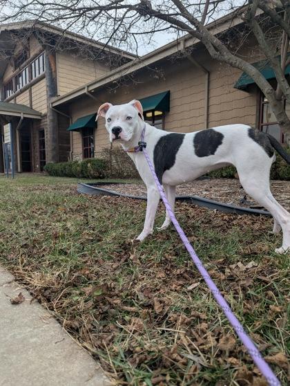 Callisto — thumbnail 3