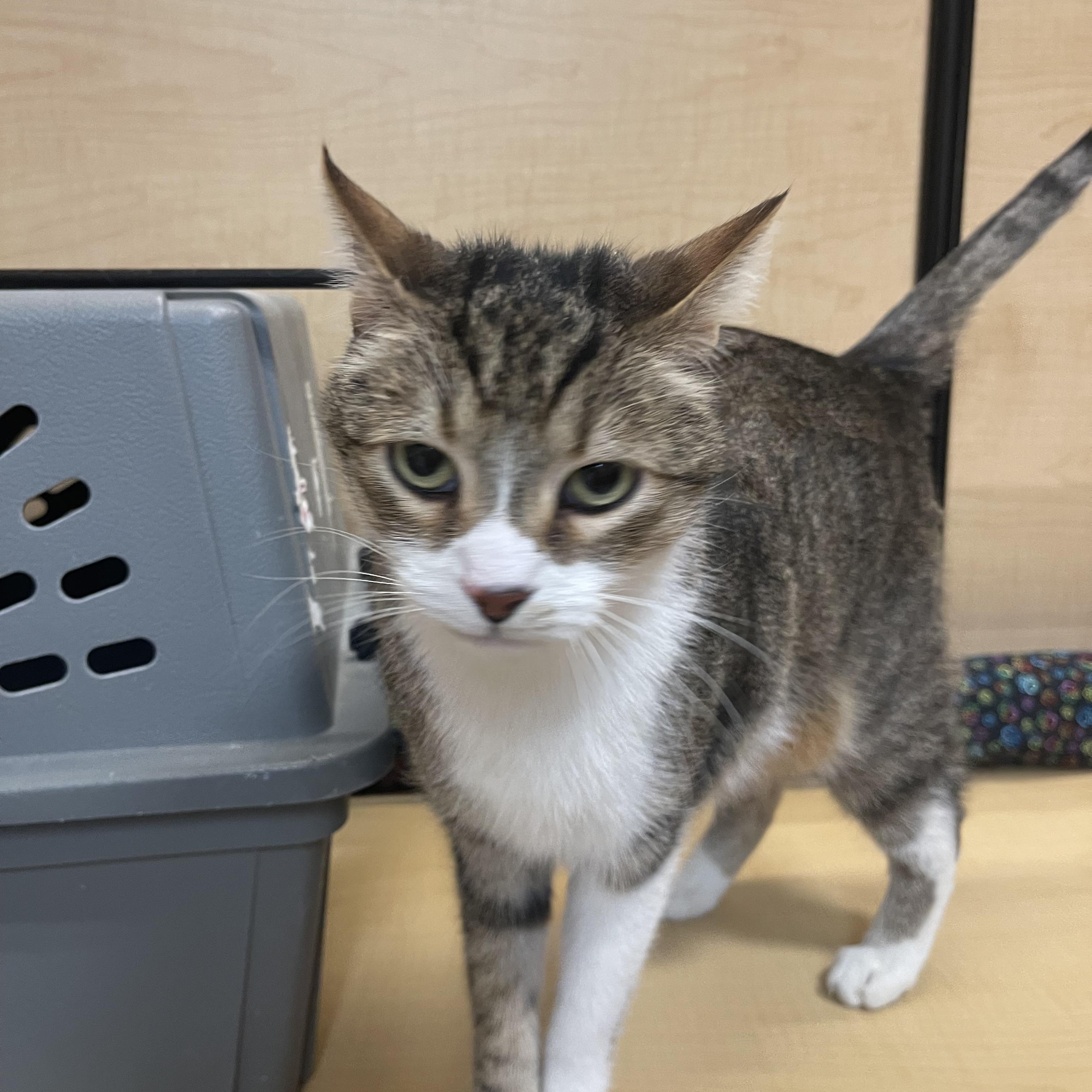 Enlarge Meow, an adopted Domestic Short Hair in Highland, IN image 3/3