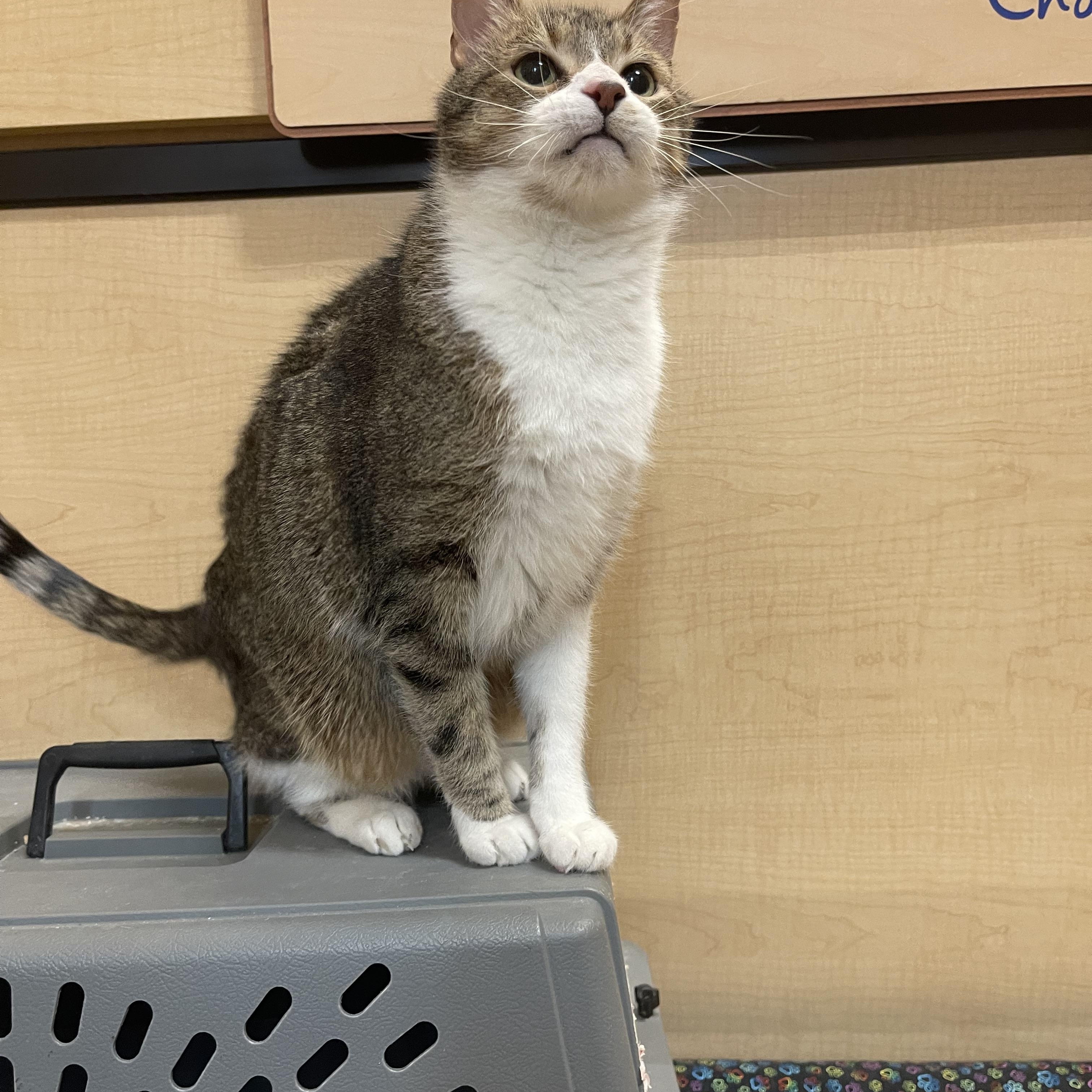 Enlarge Meow, an adopted Domestic Short Hair in Highland, IN image 2/3