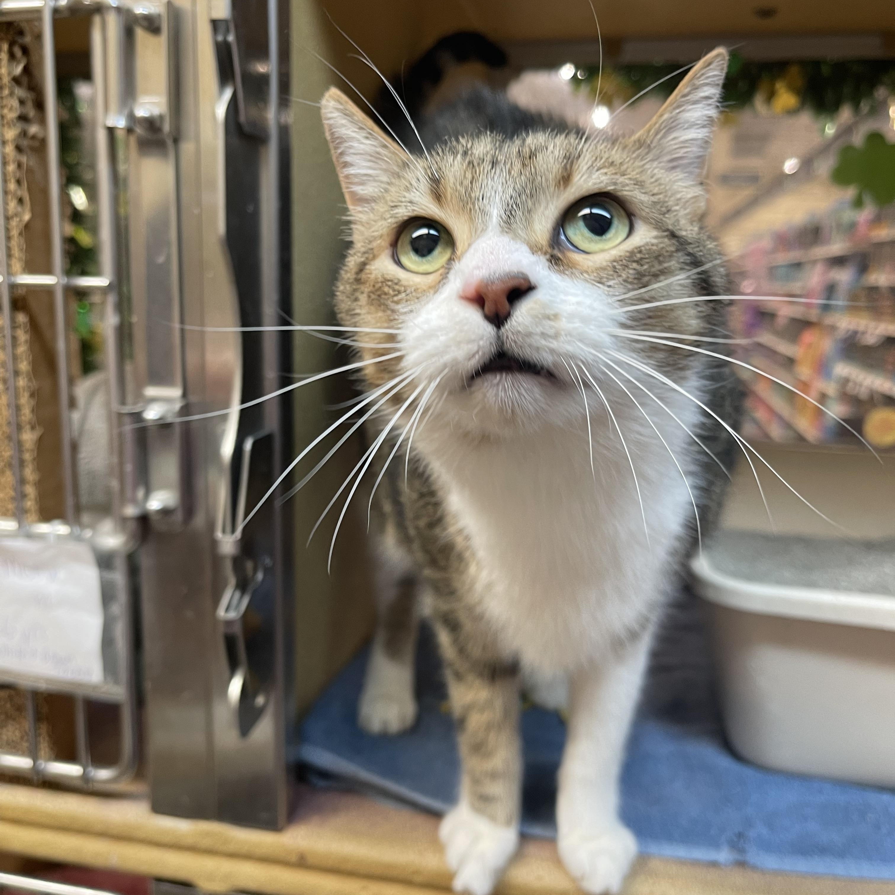 Enlarge Meow, an adopted Domestic Short Hair in Highland, IN image 1/3