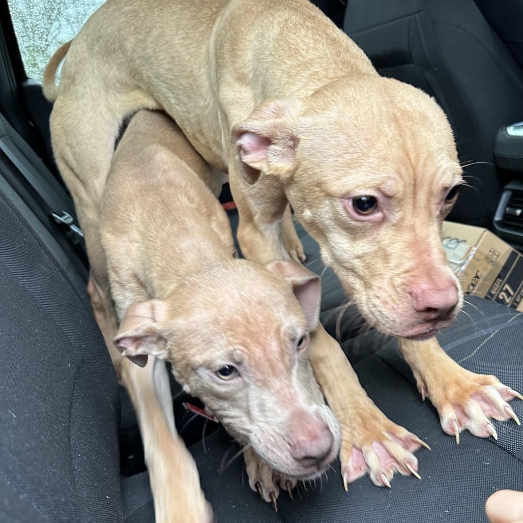 Enlarge Cody, a Adoptable mixed breed in West Chester, PA image 3/6