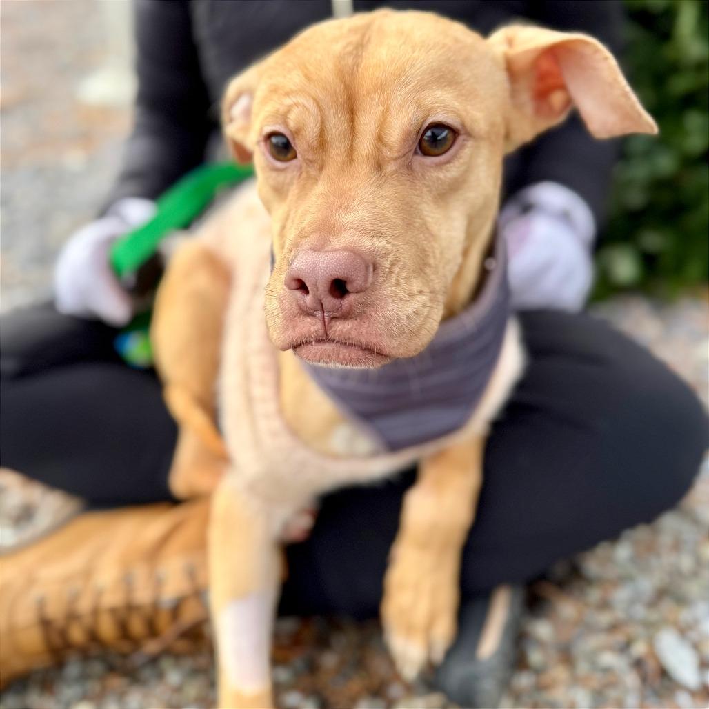 Enlarge Cody, a Adoptable mixed breed in West Chester, PA image 4/6