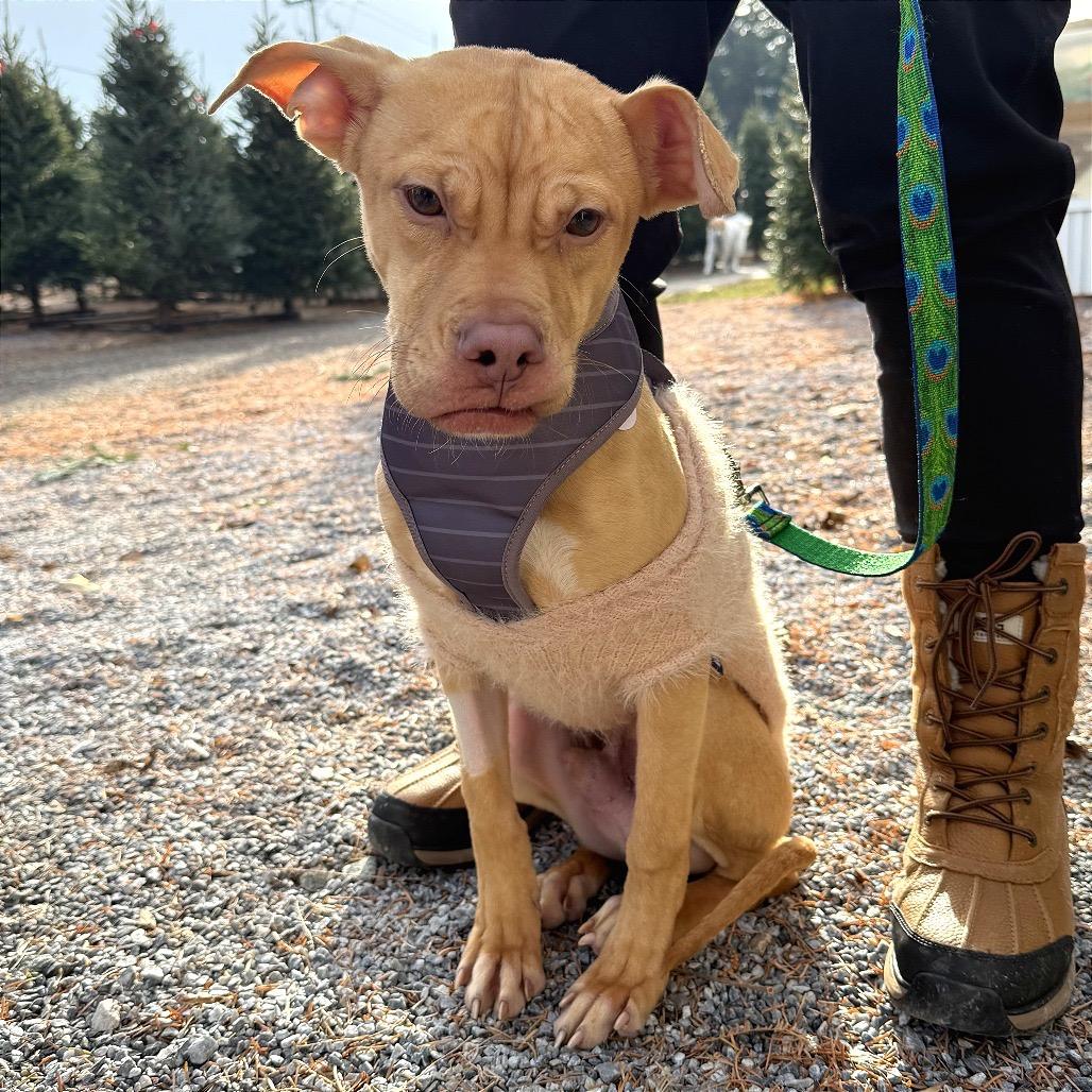 Enlarge Cody, a Adoptable mixed breed in West Chester, PA image 5/6