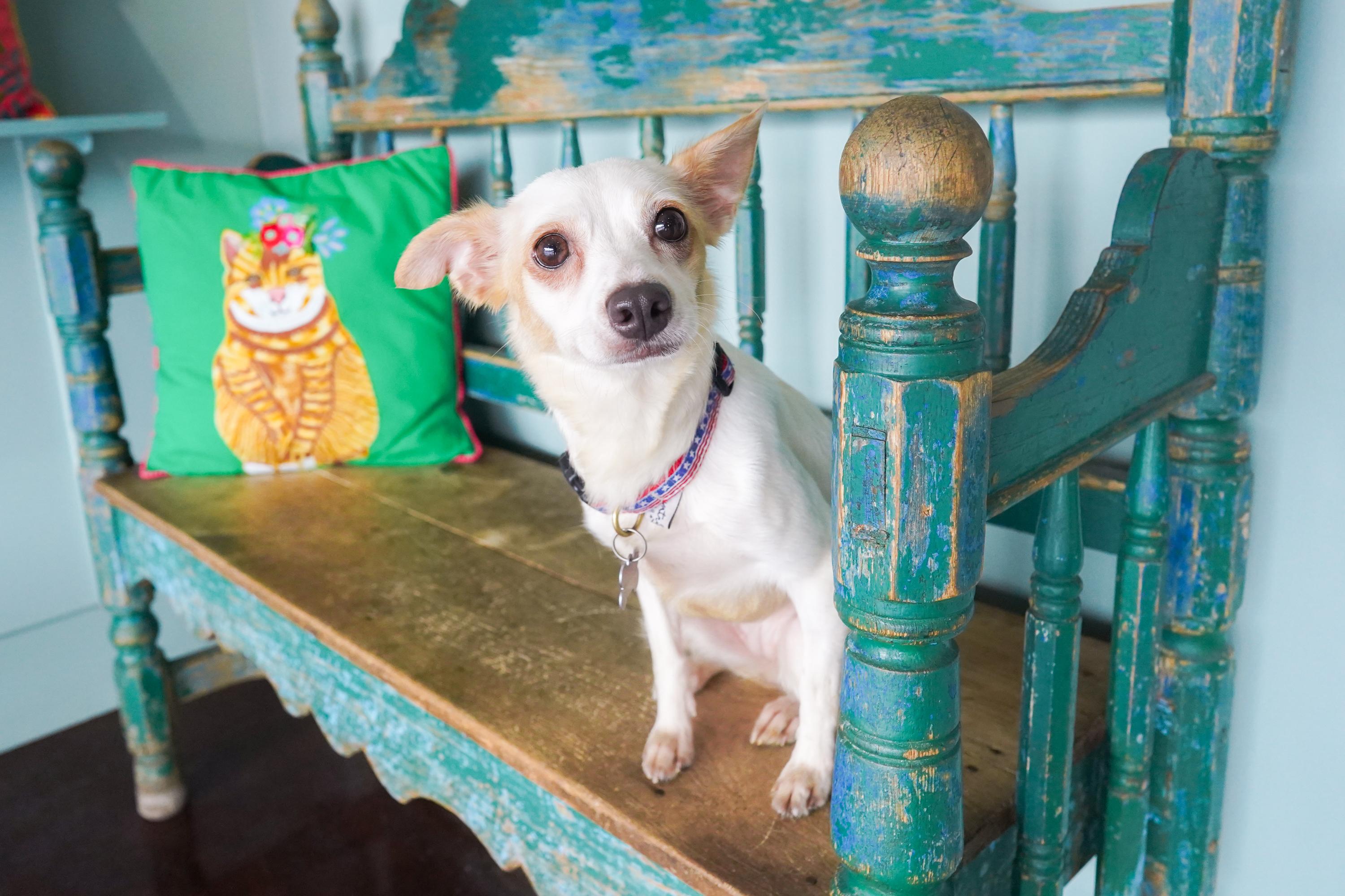 Enlarge Caramel, a Adoptable mixed breed in San Antonio, TX image 2/3