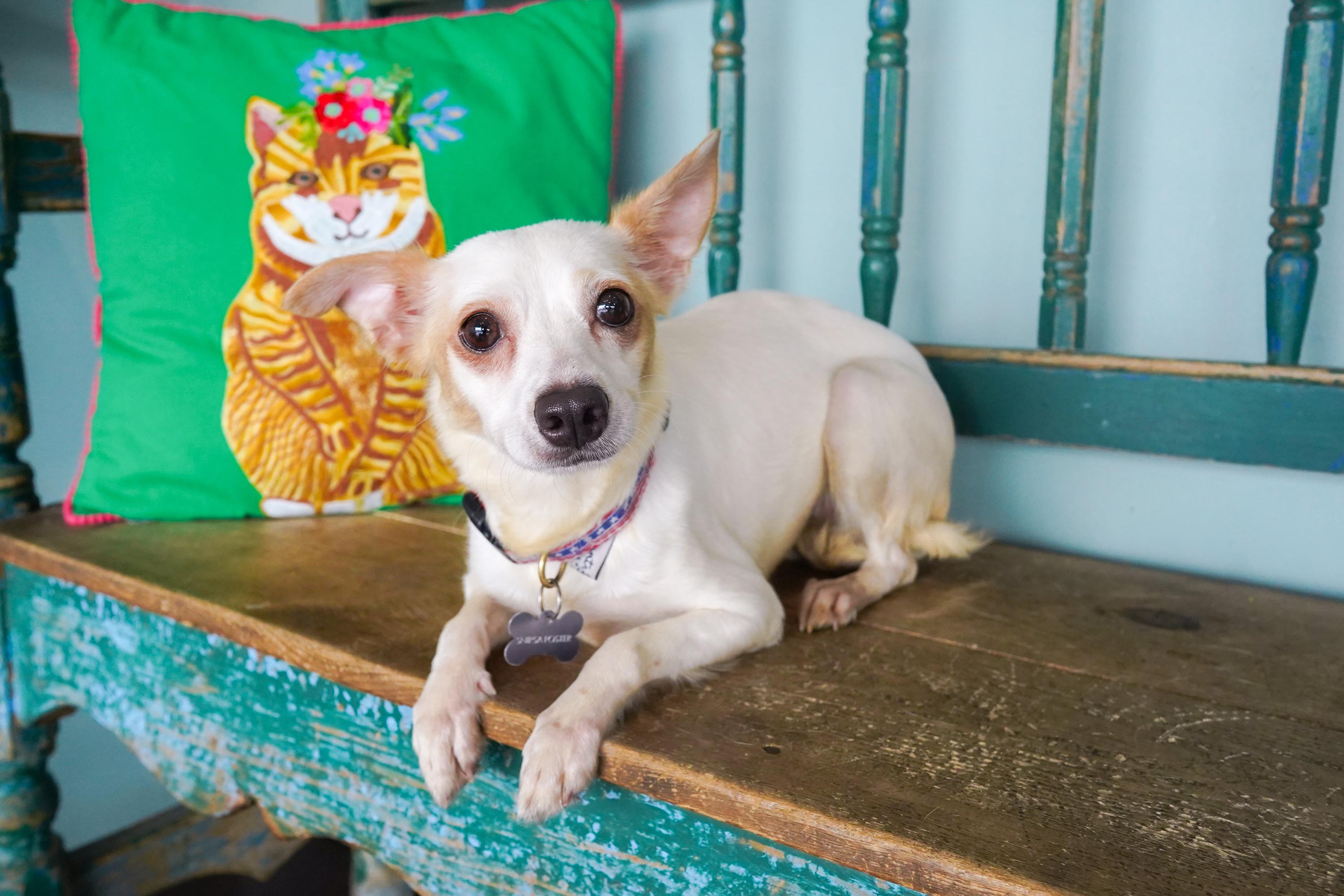Enlarge Caramel, a Adoptable mixed breed in San Antonio, TX image 3/3