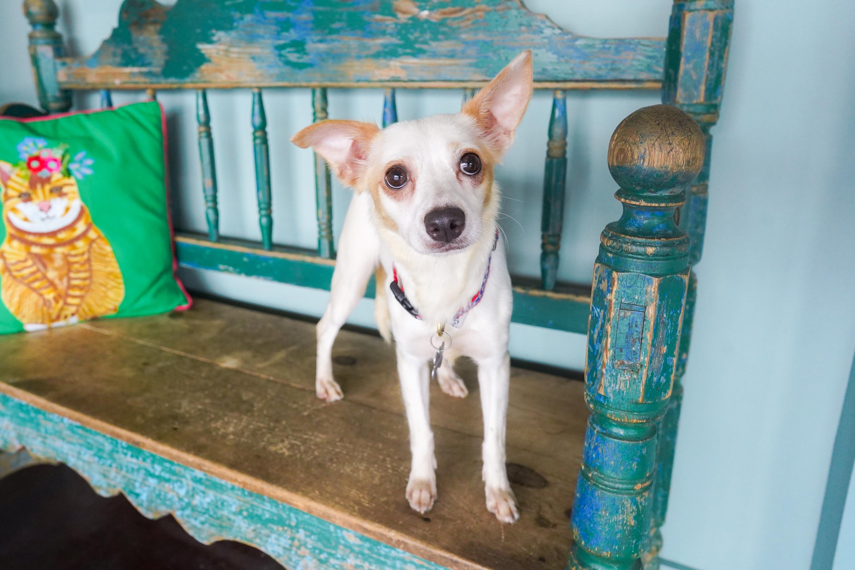 Caramel, Adoptable, Young Female Chihuahua & Terrier.