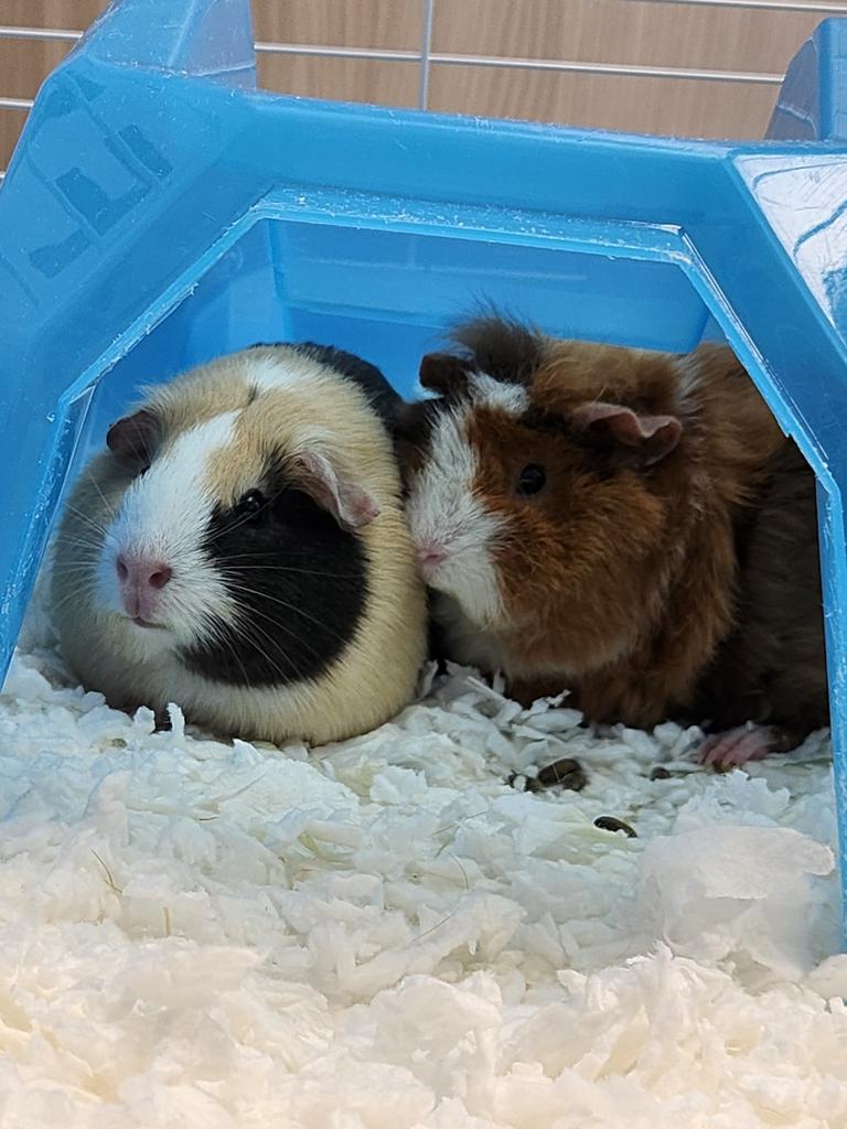 Squeak, Adoptable, Baby Female Guinea Pig.