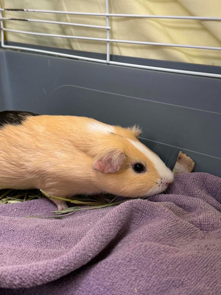 Squeak, a Adoptable Guinea Pig in Grand Forks, ND image 2/2