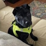 Enlarge Nilda, a ADOPTABLE mixed breed in Lebanon, NJ image 3/4