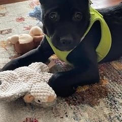 Enlarge Nilda, a ADOPTABLE mixed breed in Lebanon, NJ image 2/4