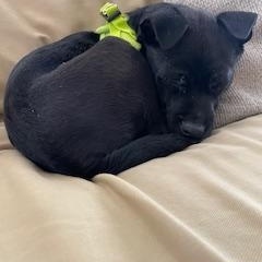 Nilda, ADOPTABLE, Puppy Female Terrier.