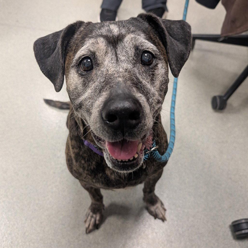 Dutchess, Adopted, Senior Female Pit Bull Terrier.