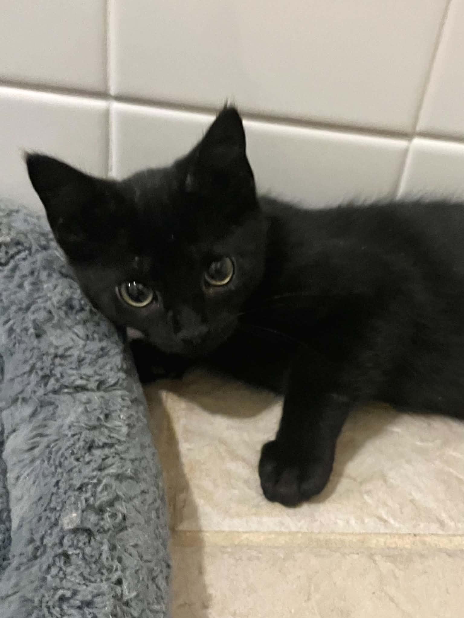 Enlarge Waldo, a Adoptable Domestic Short Hair in Hickory, NC image 3/3