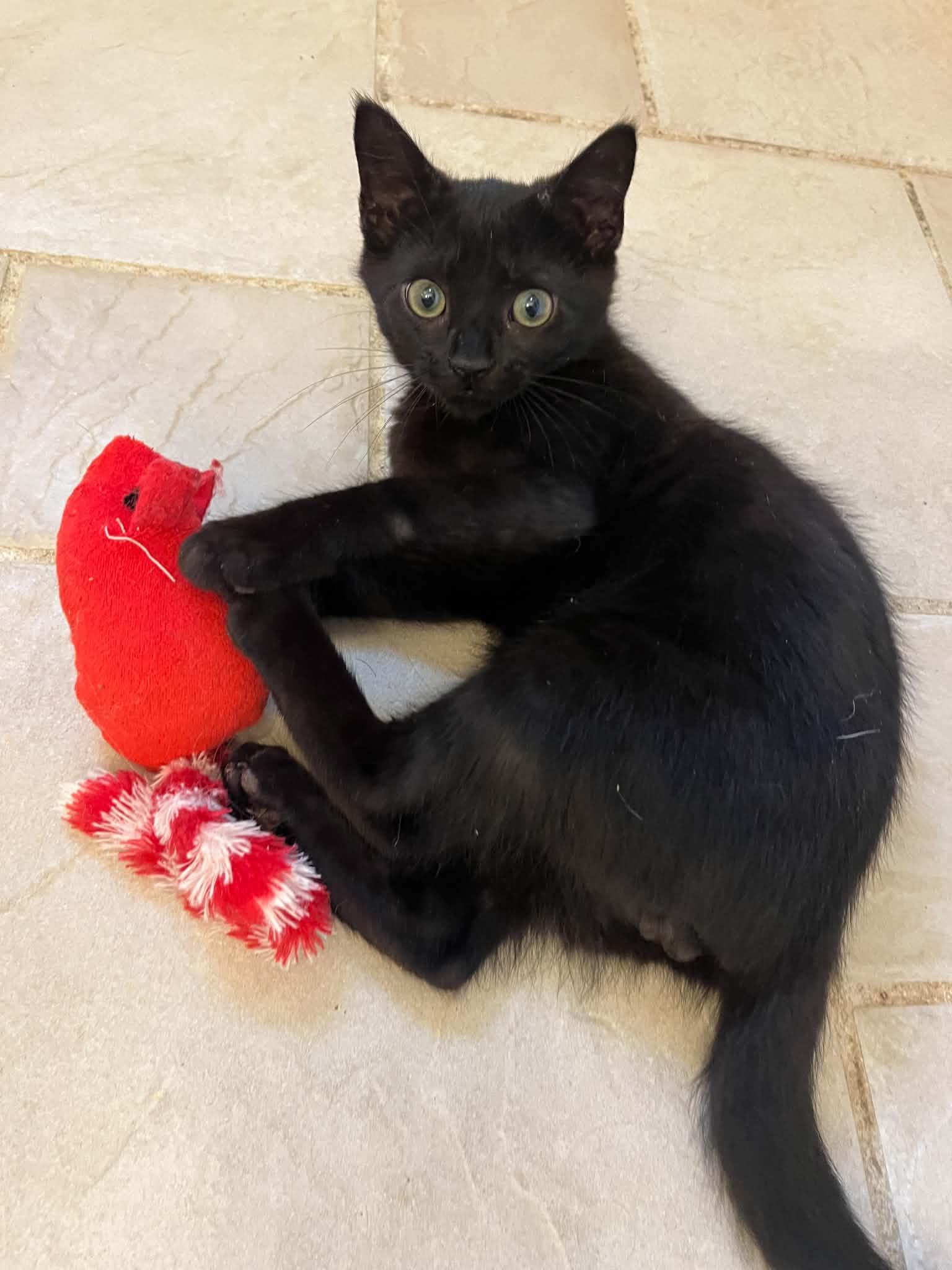 Enlarge Waldo, a Adoptable Domestic Short Hair in Hickory, NC image 2/3