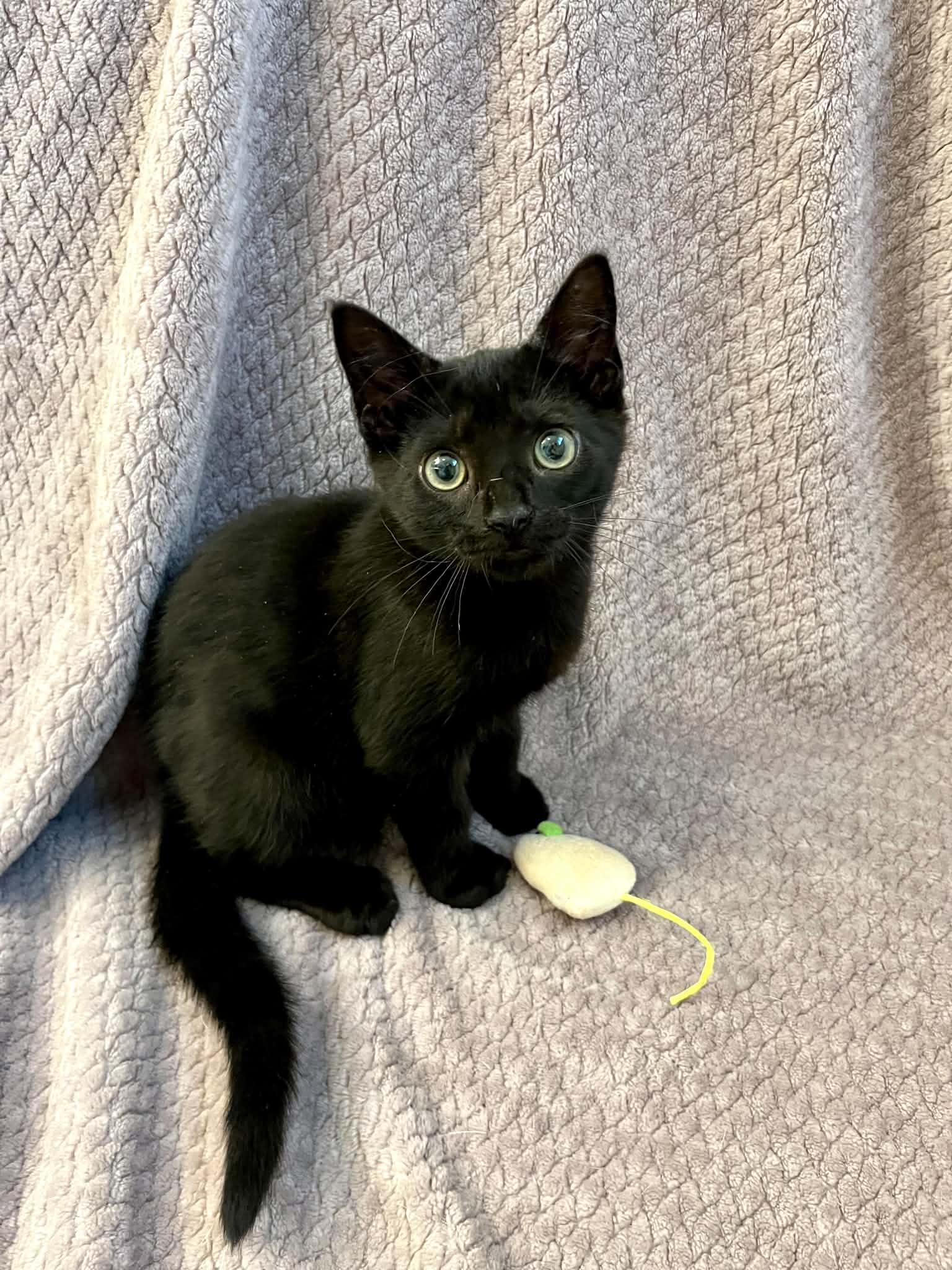 Waldo, Adoptable, Kitten Male Domestic Short Hair.