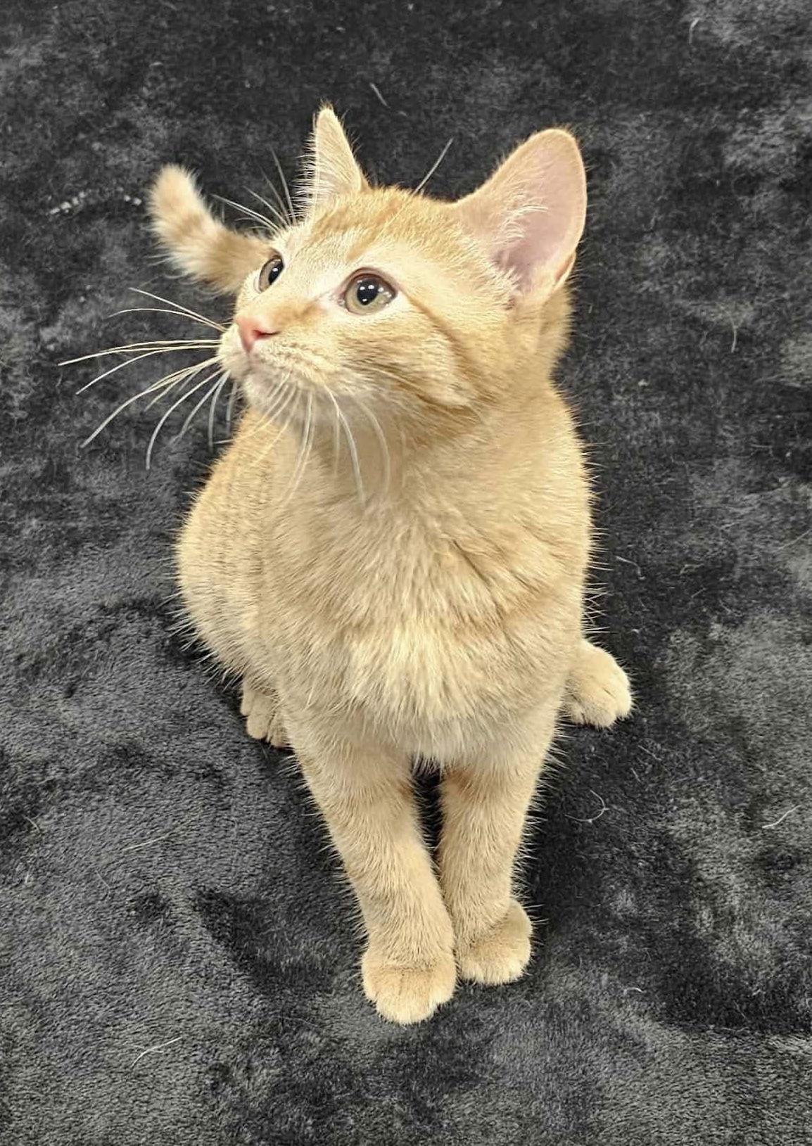 Roger - SEE ME AT PETCO!, Adoptable, Kitten Male Domestic Short Hair & Tabby.