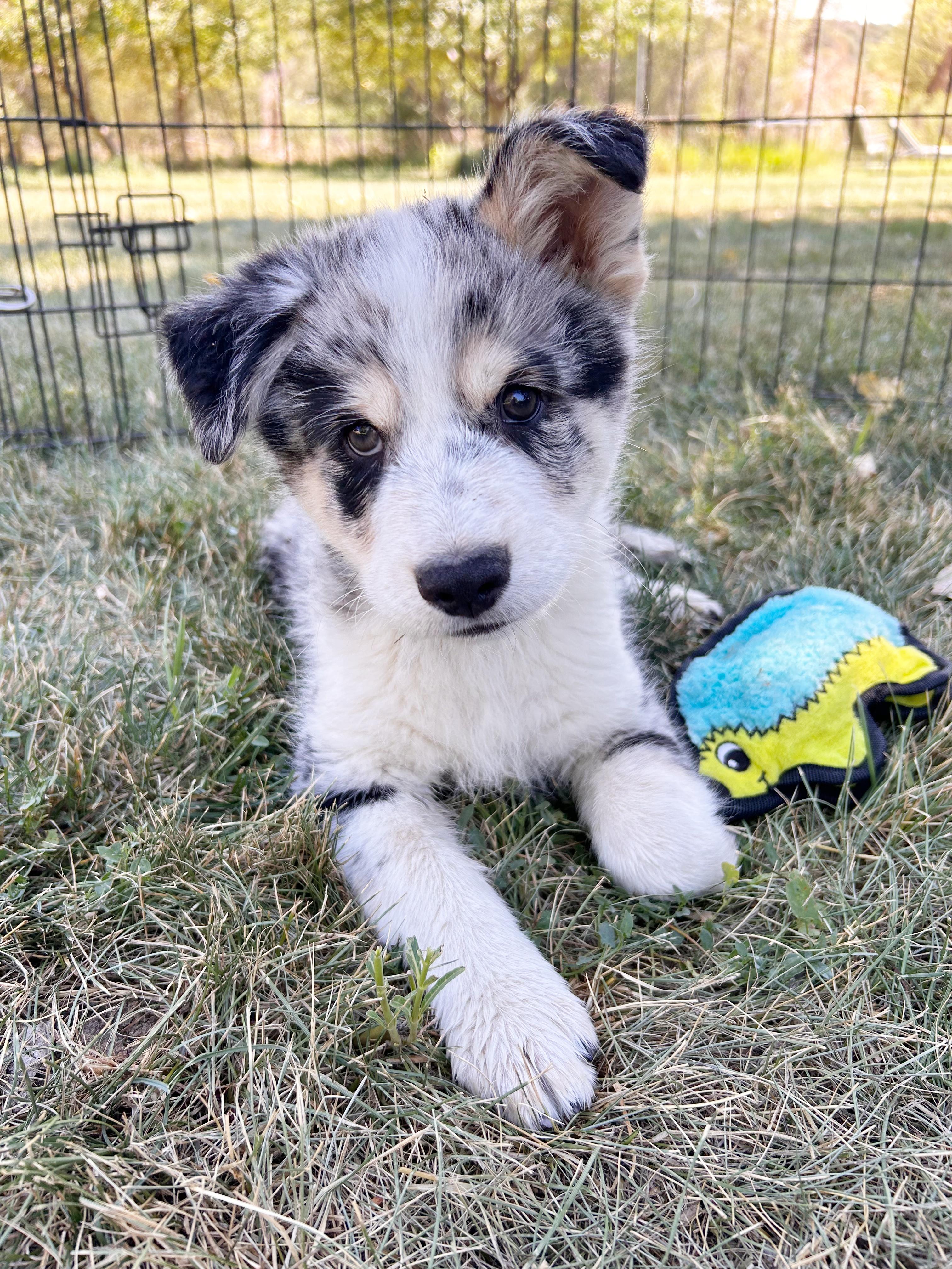 Enlarge Powell, an adopted mixed breed in Durango, CO image 2/2