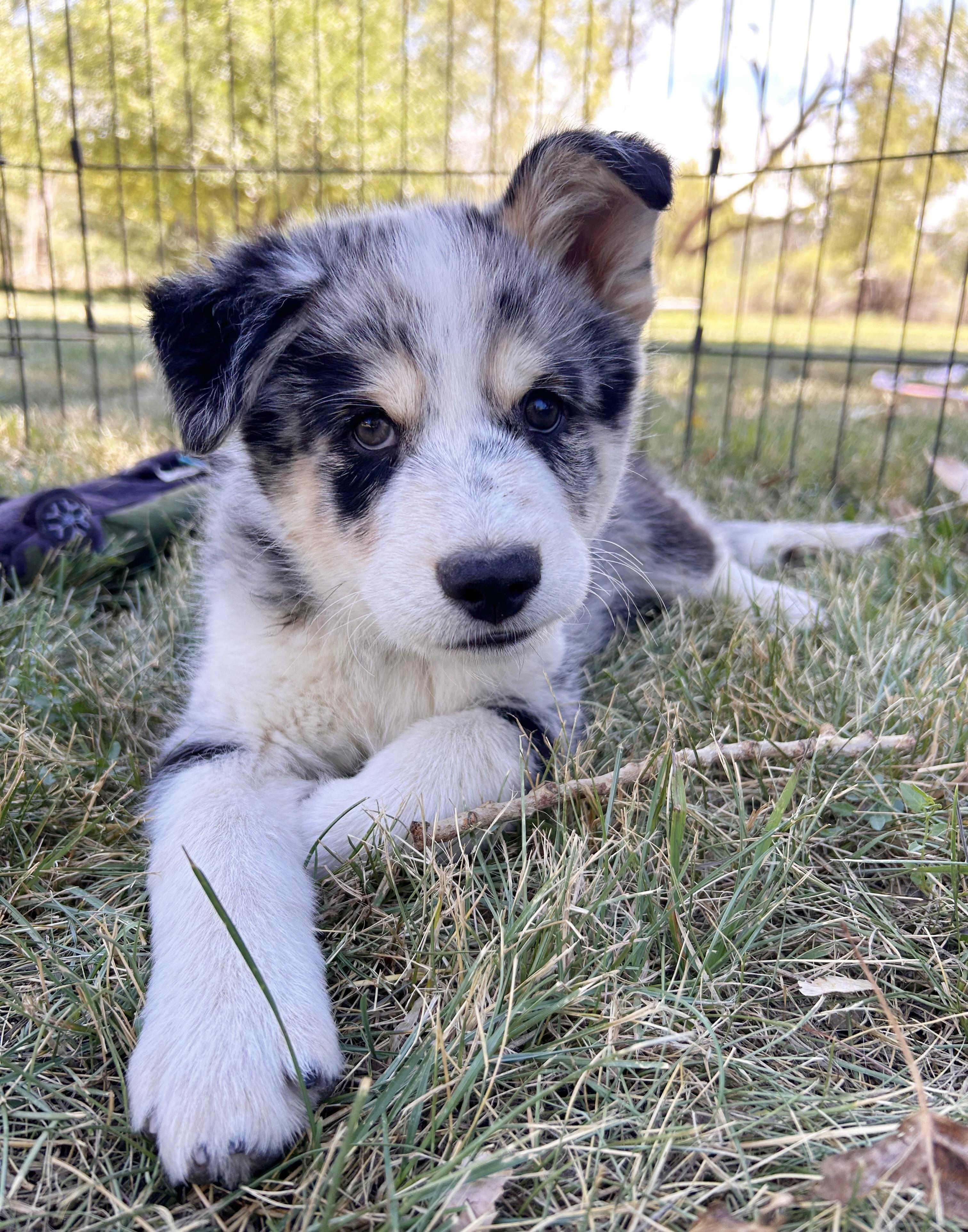 Powell, adopted, Puppy Male Australian Shepherd & Husky.