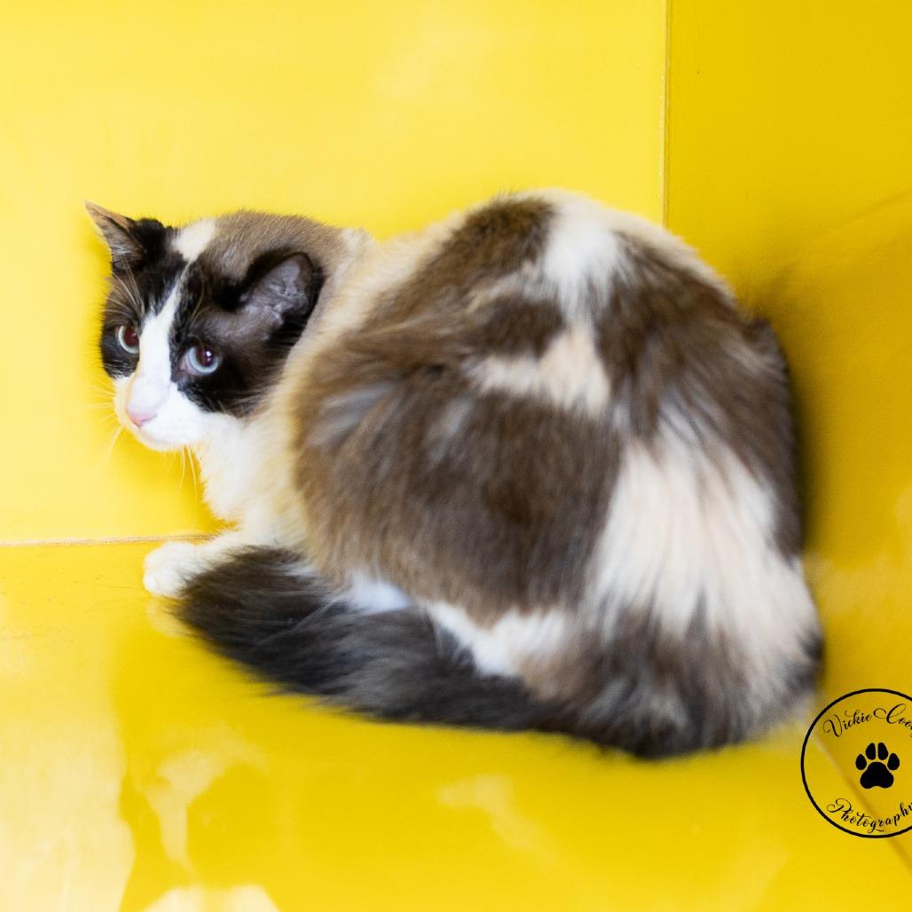 Enlarge Claire, a Adoptable Domestic Medium Hair in Abilene, TX image 1/3