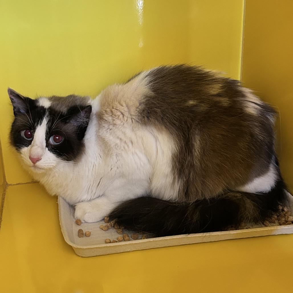 Enlarge Claire, a Adoptable Domestic Medium Hair in Abilene, TX image 2/3