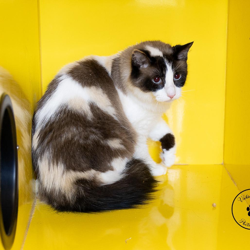 Enlarge Claire, a Adoptable Domestic Medium Hair in Abilene, TX image 3/3