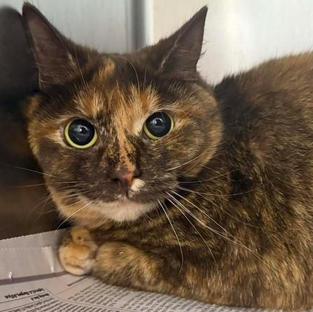 Calico, ADOPTABLE, Adult Female Domestic Short Hair.