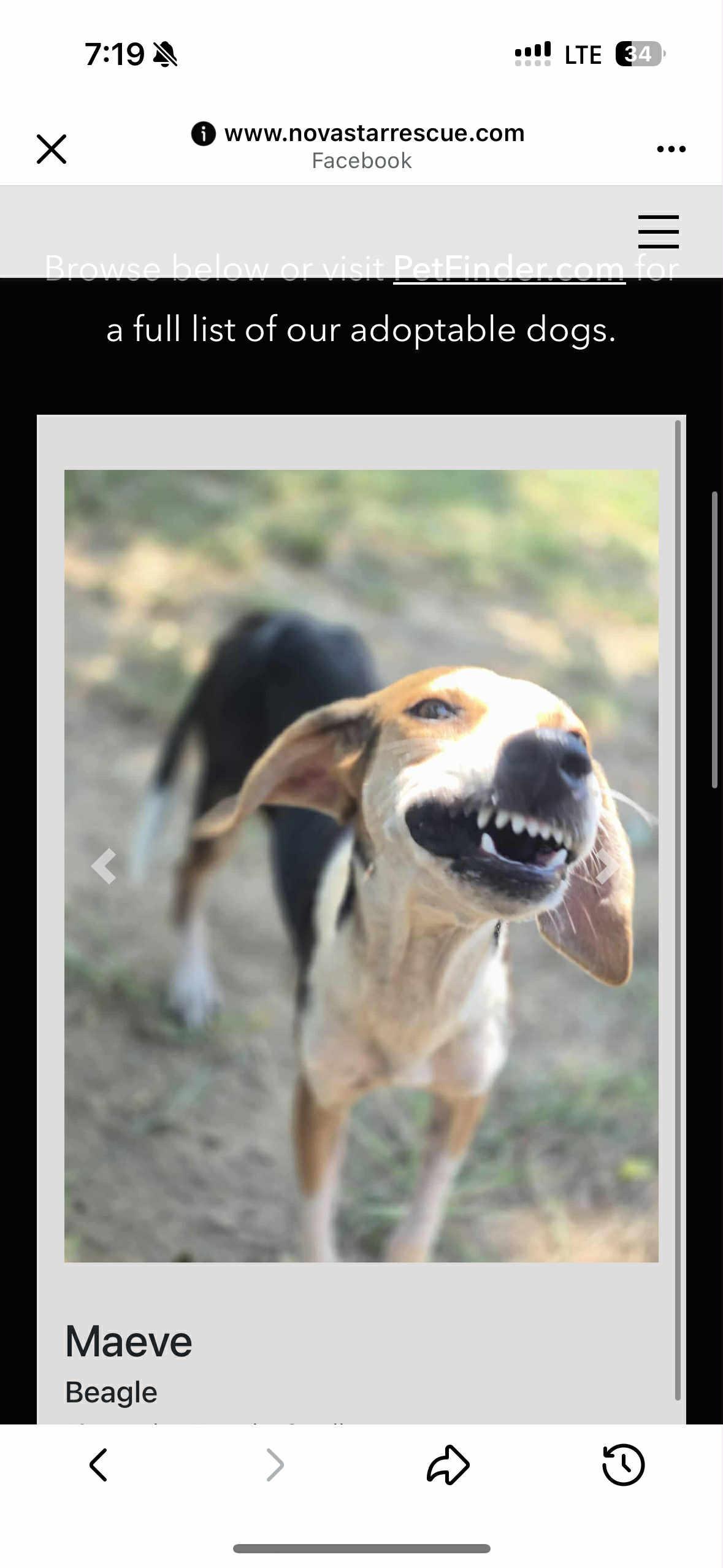 Enlarge Maeve, a Adoptable mixed breed in Newfoundland, NJ image 1/1