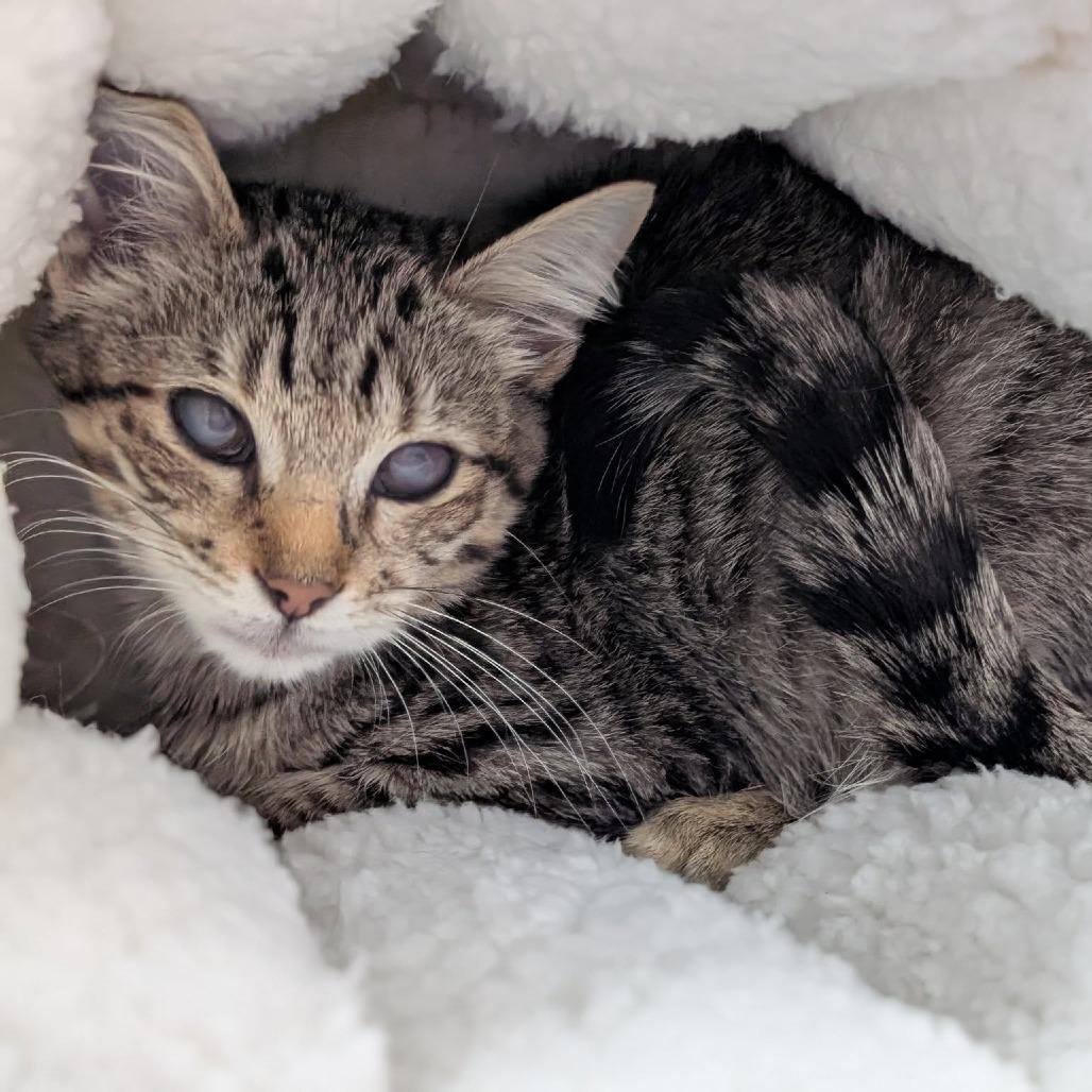 Tinkerbell, Adoptable, Young Female Domestic Short Hair.