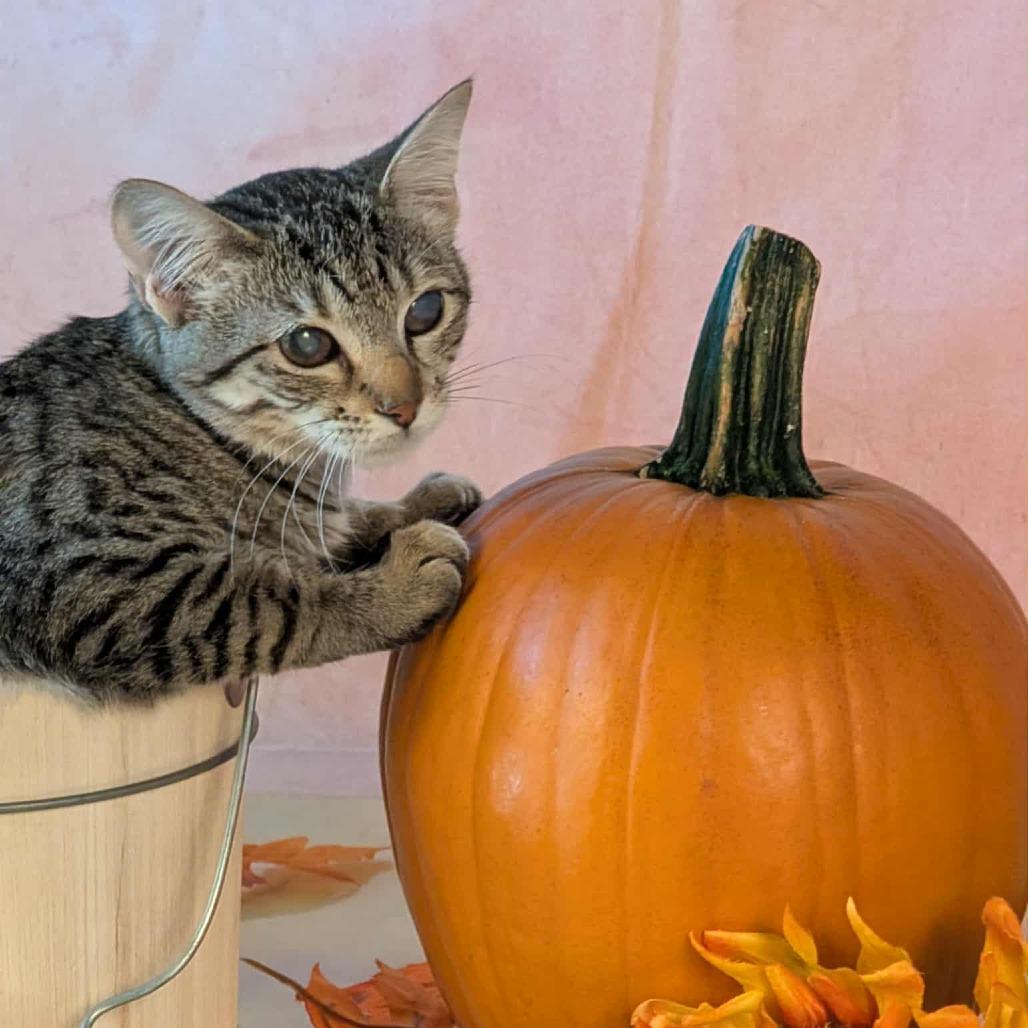 Enlarge Tinkerbell, a Adoptable Domestic Short Hair in Springfield, MO image 2/2