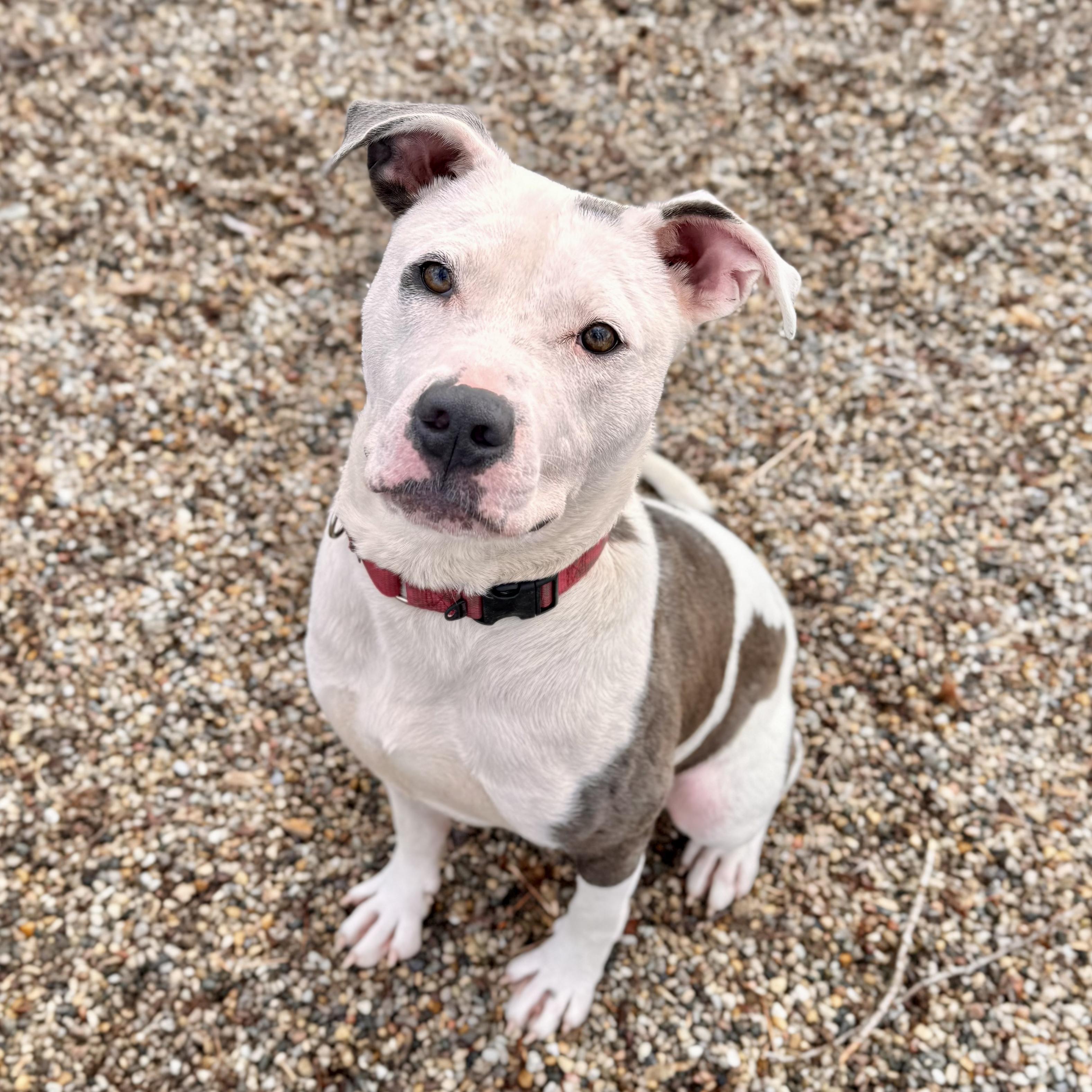 Sizzle , a ADOPTABLE Mixed Breed in Midland, MI image 4/6