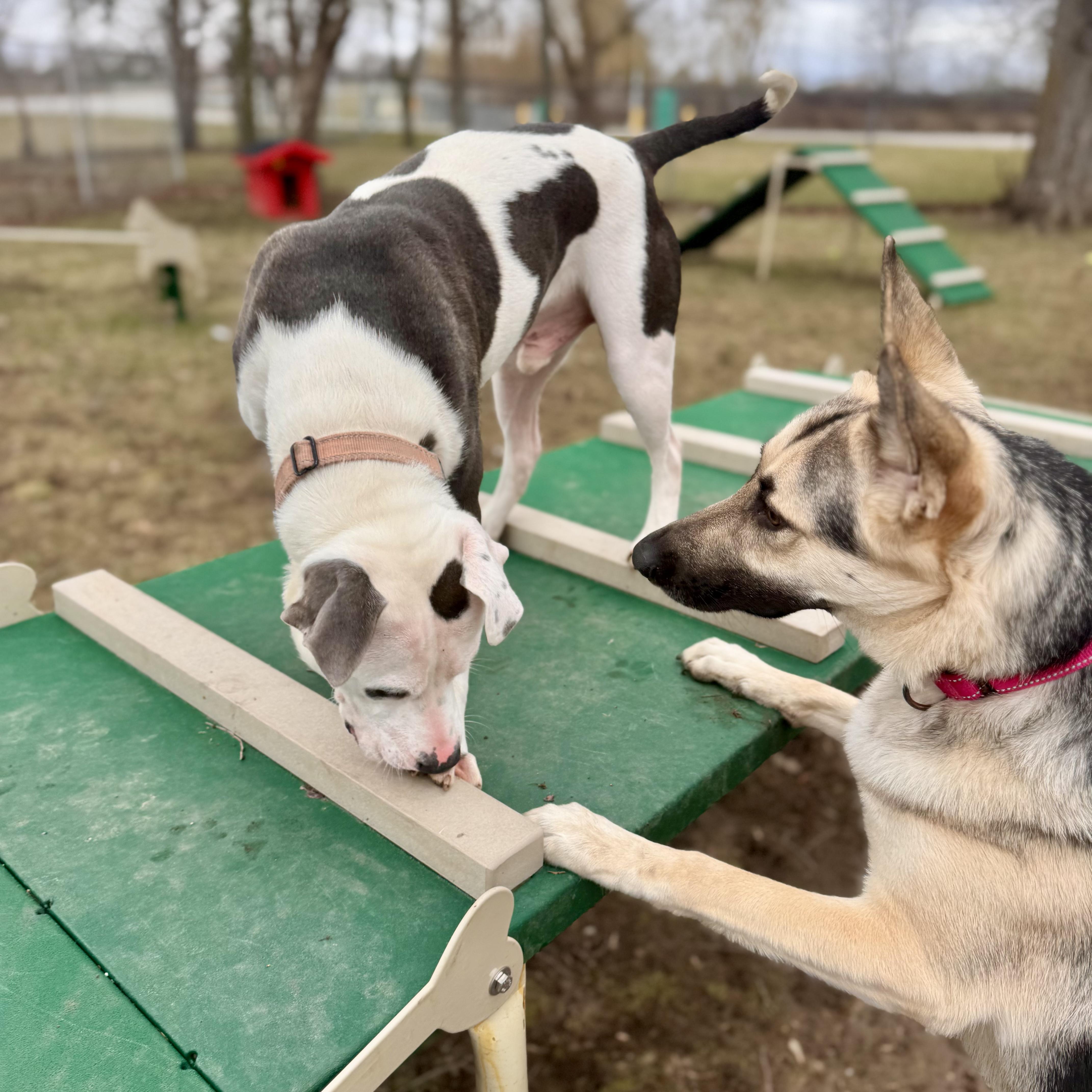 Enlarge Sizzle , a ADOPTABLE Mixed Breed in Midland, MI image 2/6