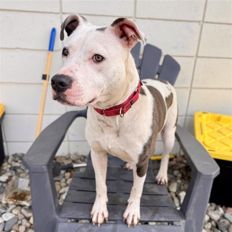 Sizzle , a ADOPTABLE Mixed Breed in Midland, MI image 6/6