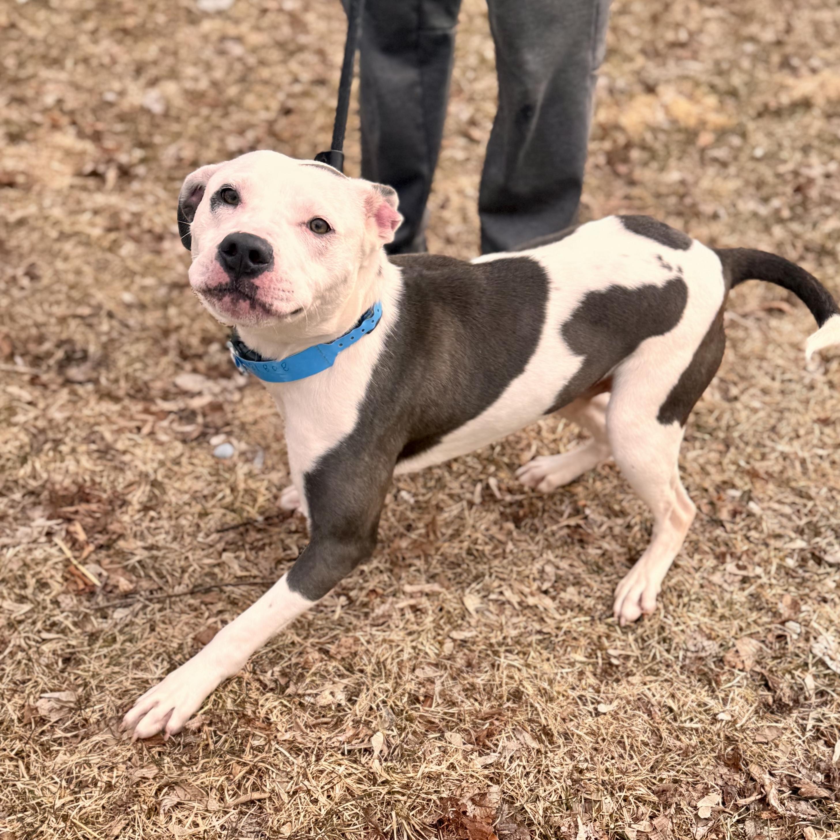 Enlarge Sizzle , a ADOPTABLE Mixed Breed in Midland, MI image 3/3