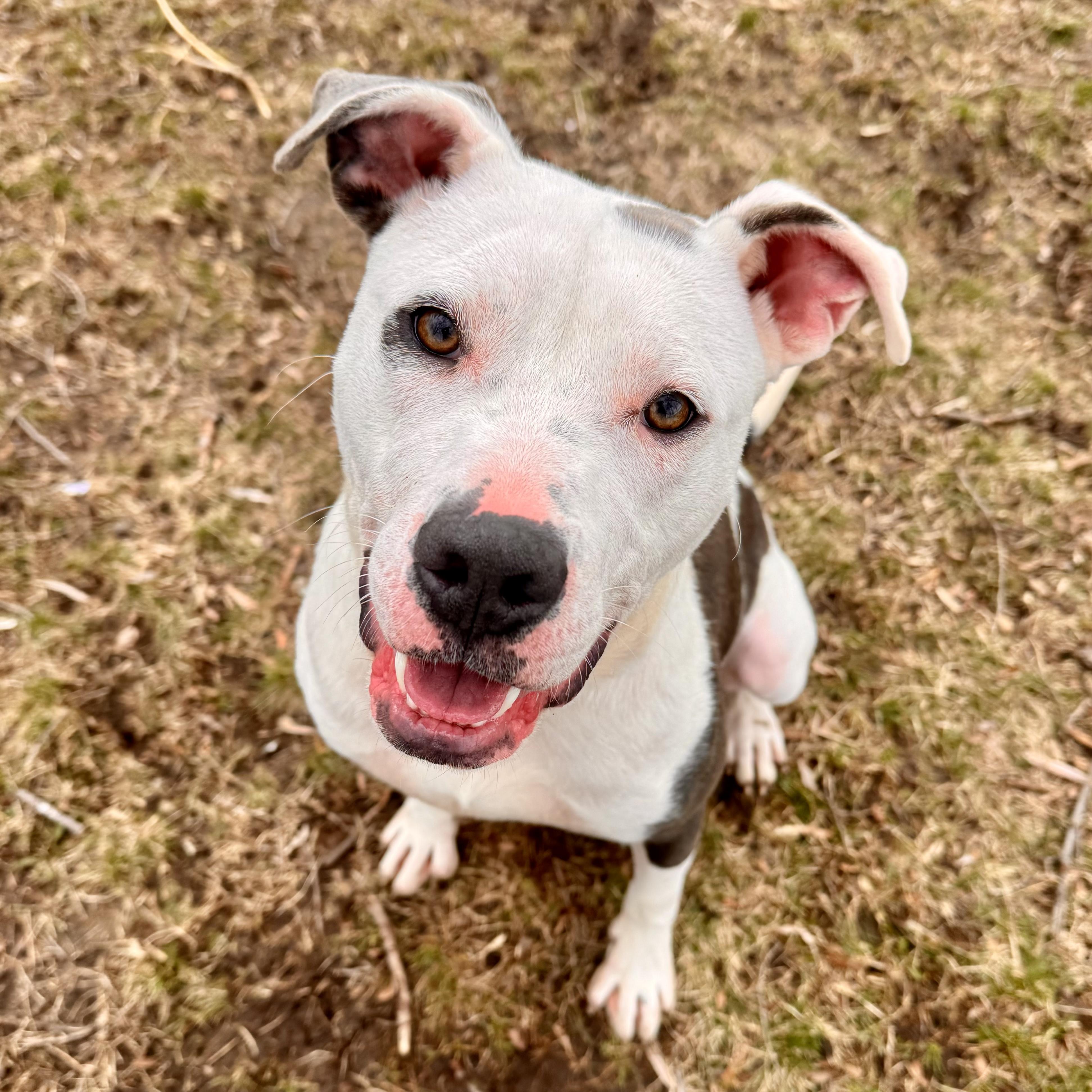 Sizzle , ADOPTABLE, Adult Male Mixed Breed.