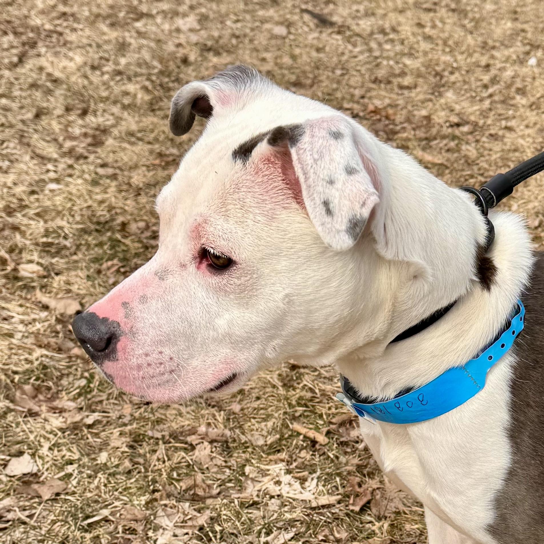 Enlarge Sizzle , a ADOPTABLE Mixed Breed in Midland, MI image 2/3