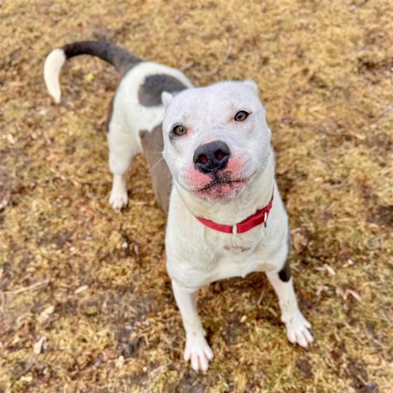 Sizzle , a ADOPTABLE Mixed Breed in Midland, MI image 1/6