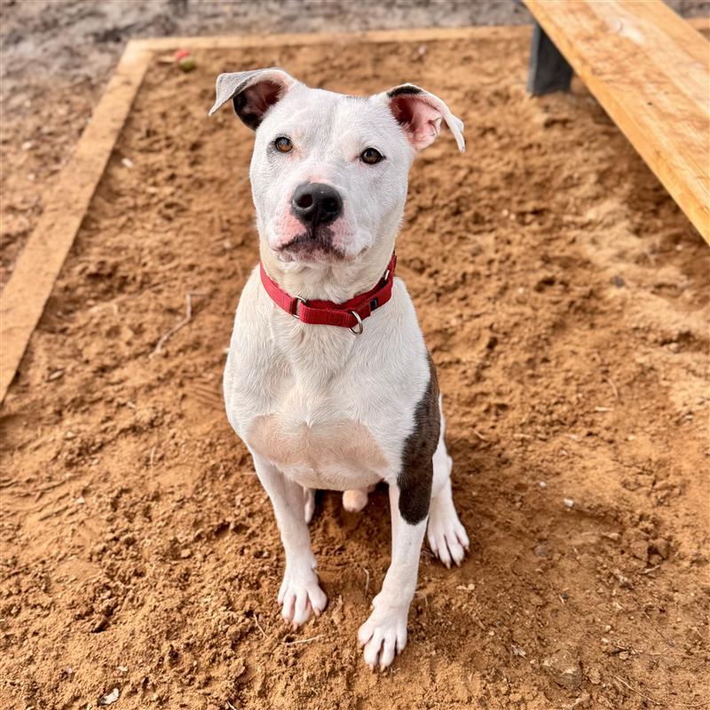 Sizzle , a ADOPTABLE Mixed Breed in Midland, MI image 5/6