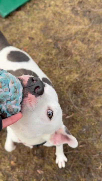 Enlarge Sizzle , a ADOPTABLE Mixed Breed in Midland, MI video 3/6