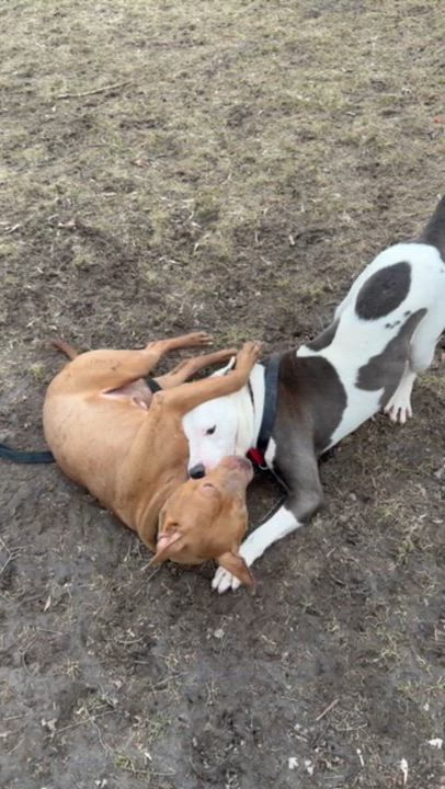 Enlarge Sizzle , a ADOPTABLE Mixed Breed in Midland, MI video 2/6