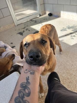 Enlarge NALA FOSTER, a Adoptable mixed breed in Houston, TX image 1/4