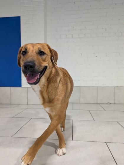 Enlarge NALA FOSTER, a Adoptable mixed breed in Houston, TX image 3/4