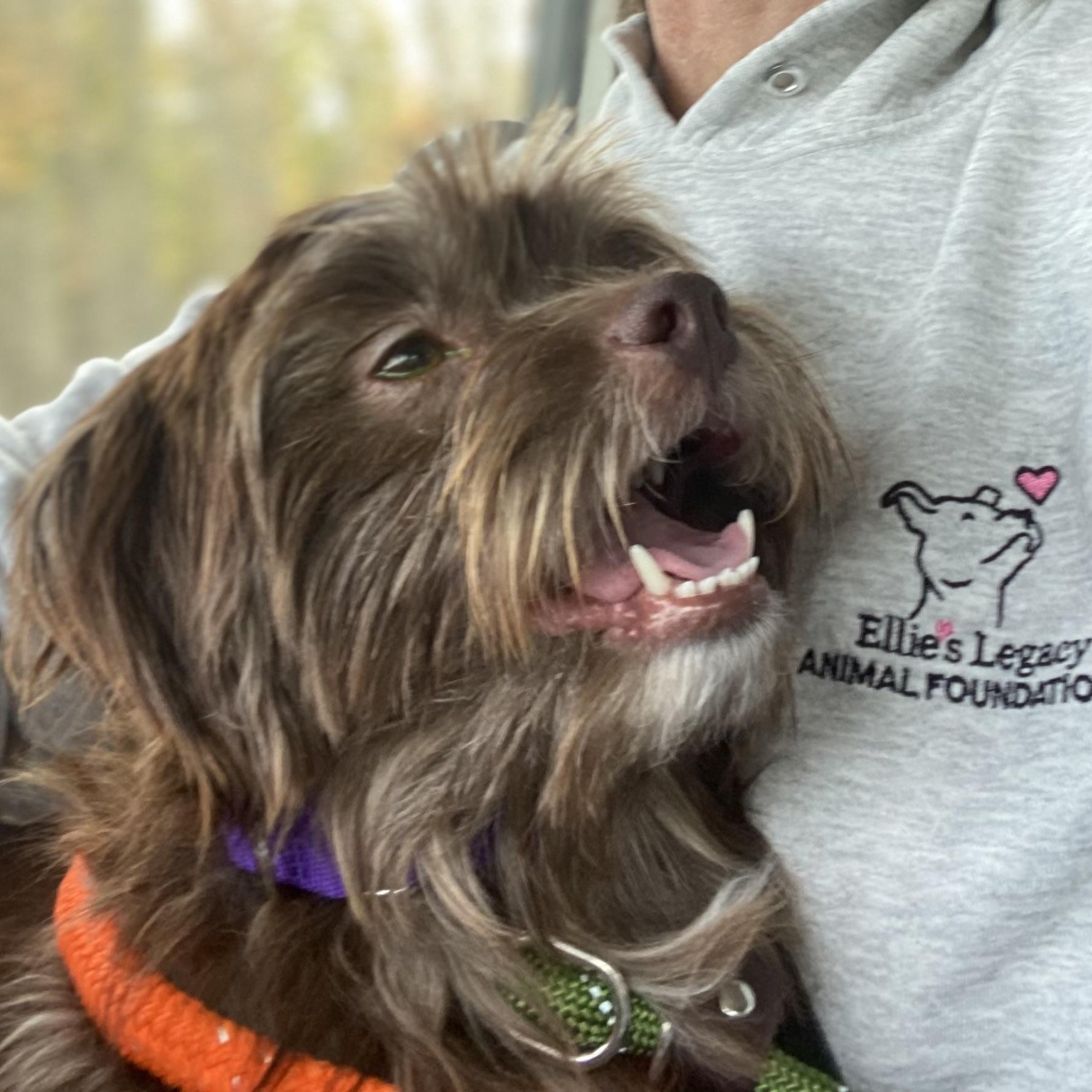 Leopold, Adopted, Adult Male Mixed Breed.