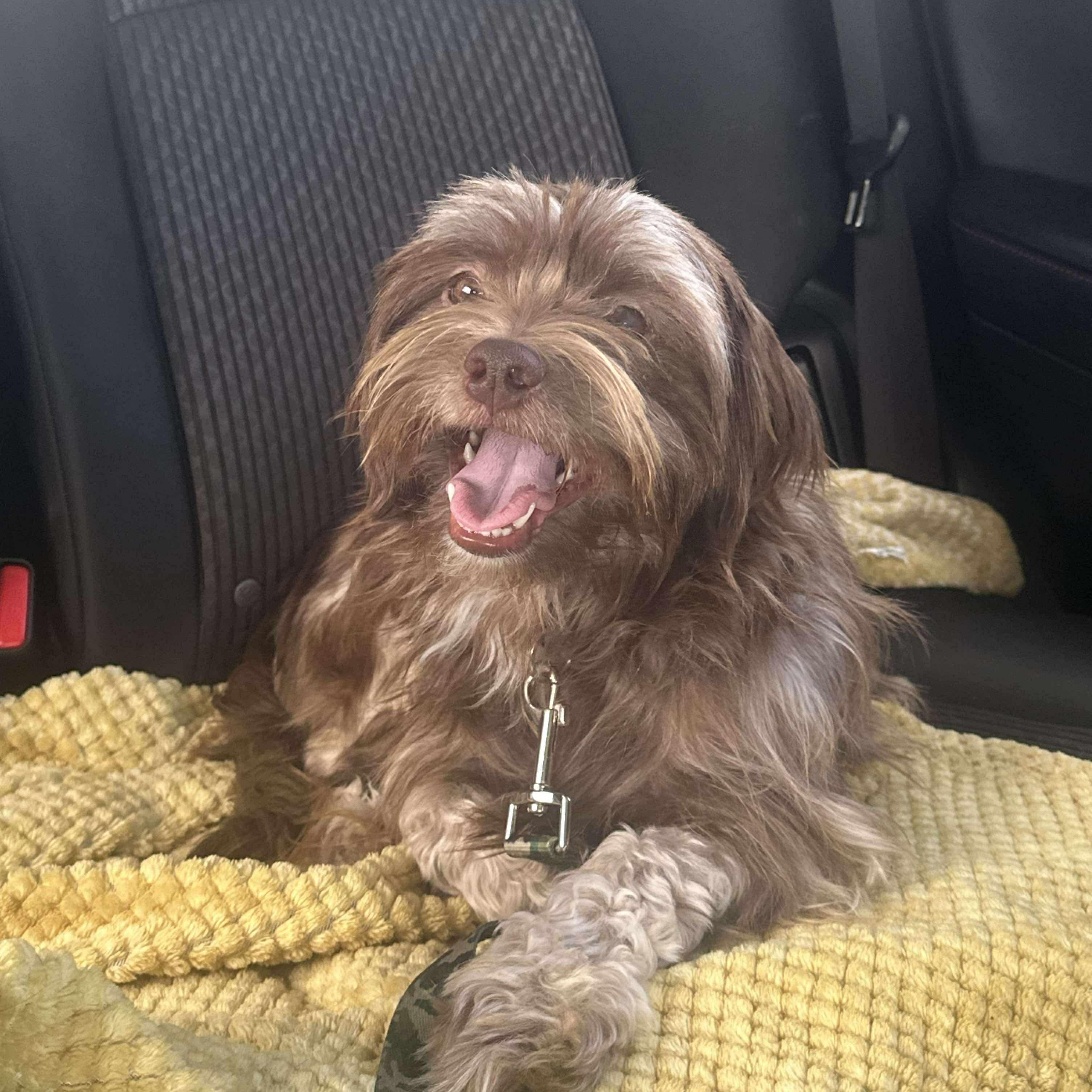 Enlarge Leopold, a Adopted Mixed Breed in Portland, ME image 5/5