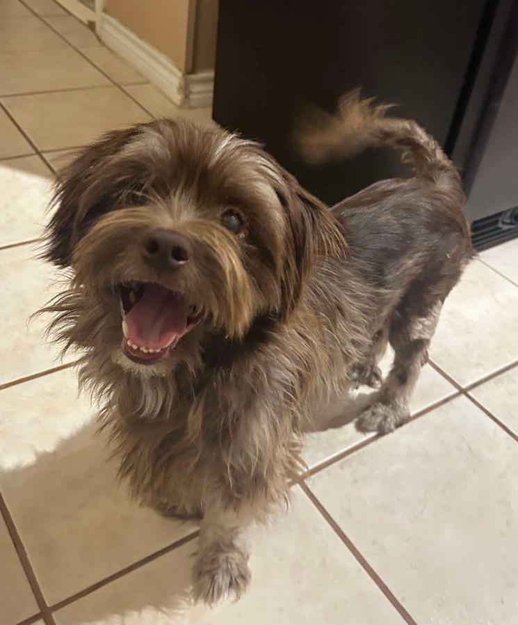 Enlarge Leopold, a Adopted Mixed Breed in Portland, ME image 1/5