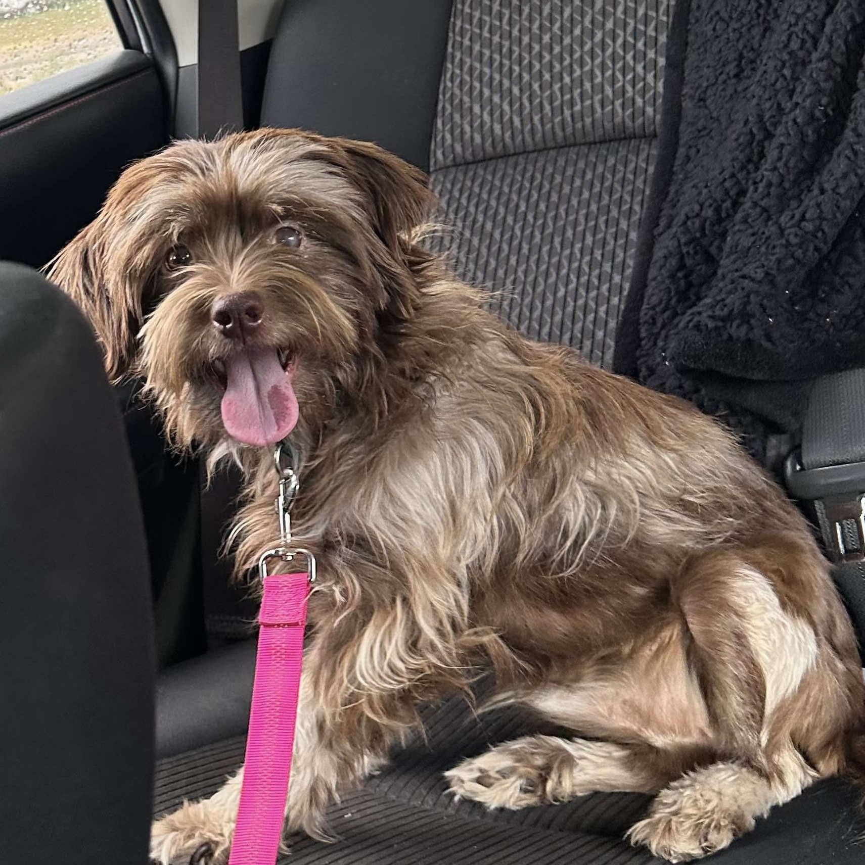 Enlarge Leopold, a Adopted Mixed Breed in Portland, ME image 4/5