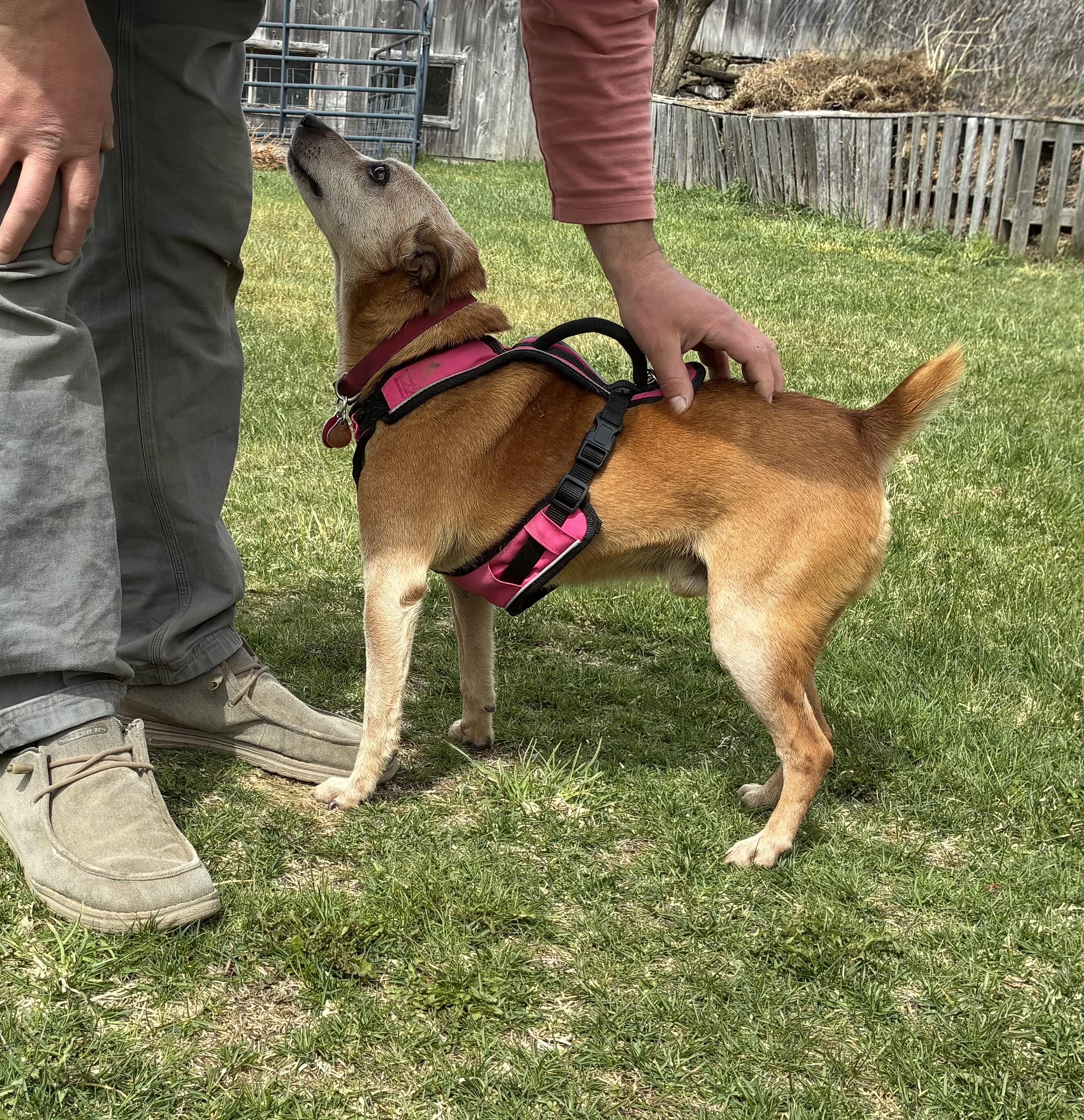Enlarge Ringo, a ADOPTABLE Australian Cattle Dog / Blue Heeler in Acworth, NH image 2/4