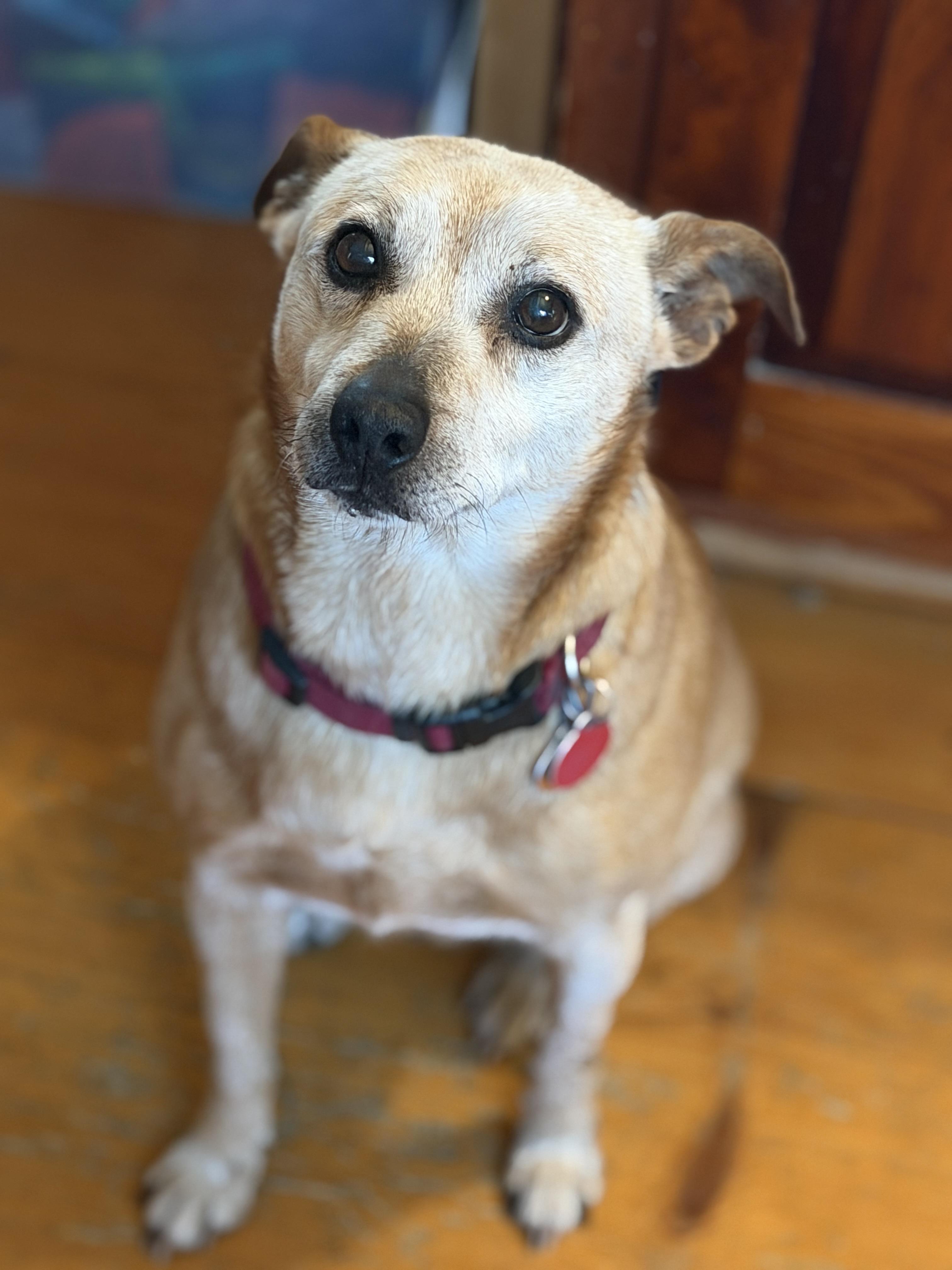 Enlarge Ringo, a ADOPTABLE Australian Cattle Dog / Blue Heeler in Acworth, NH image 1/4