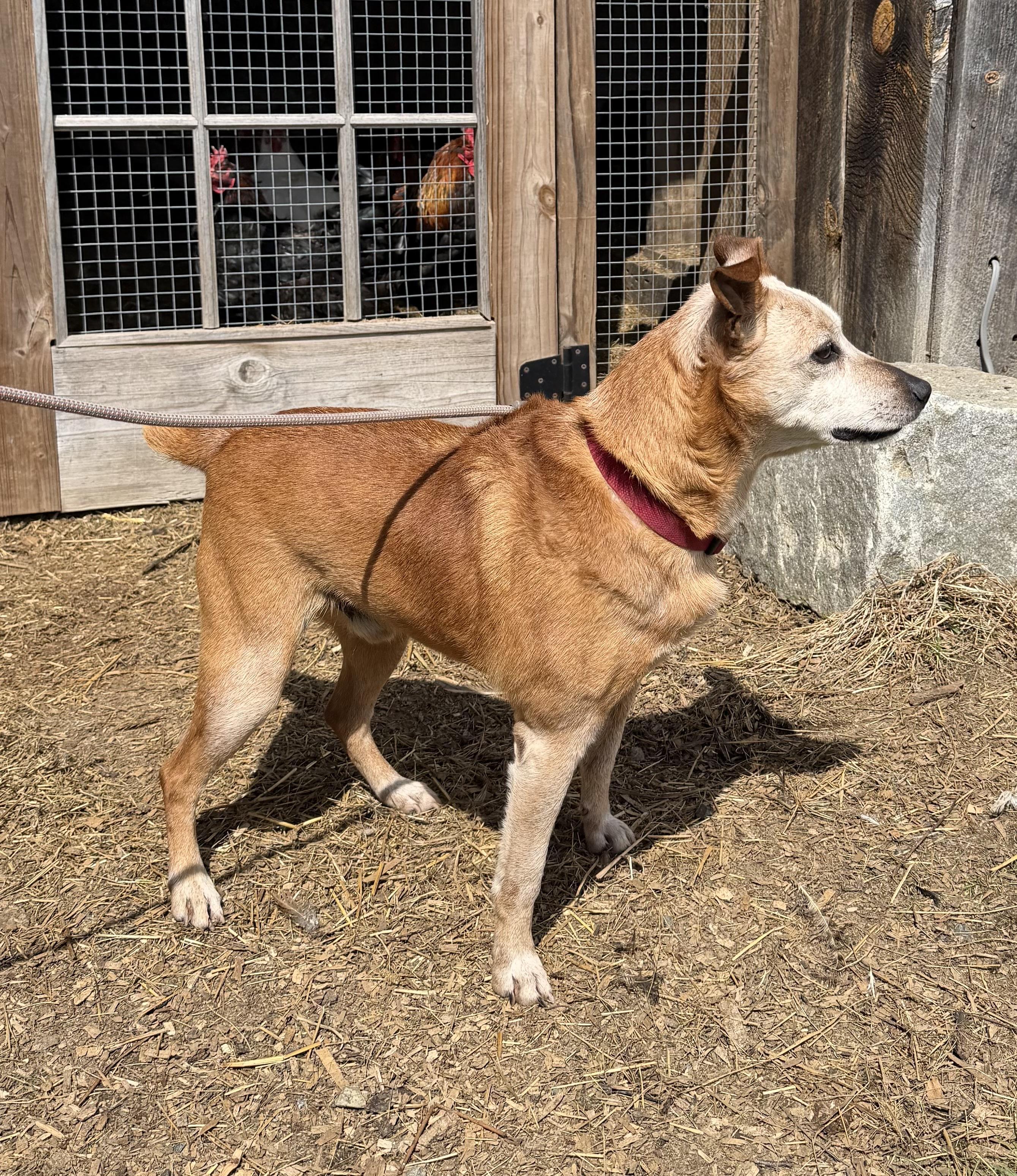 Enlarge Ringo, a ADOPTABLE Australian Cattle Dog / Blue Heeler in Acworth, NH image 3/4